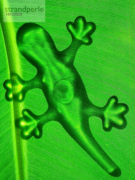 Gecko Umriß auf Bananenblatt  Gegenlicht  durchscheinend
