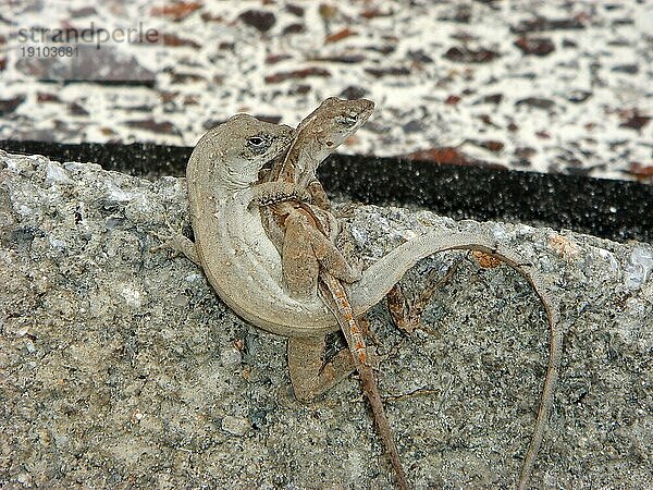 Anolis bei der Paarung  Cayo Largo Cuba