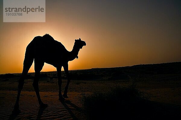 Silhouette von einsamen Dromedar Kamel mit späten Abendsonne in der Wüste  daß