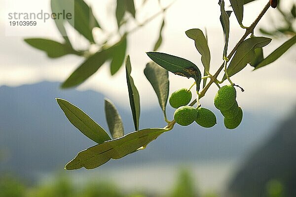 Olivenzweig mit Oliven im Gegenlicht