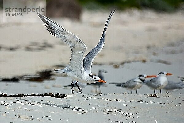 Möwen am Strand  Cayo Largo Cuba