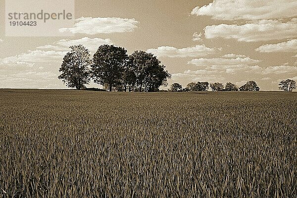 Baumgruppe auf Feld  Brandenburger Landschaft