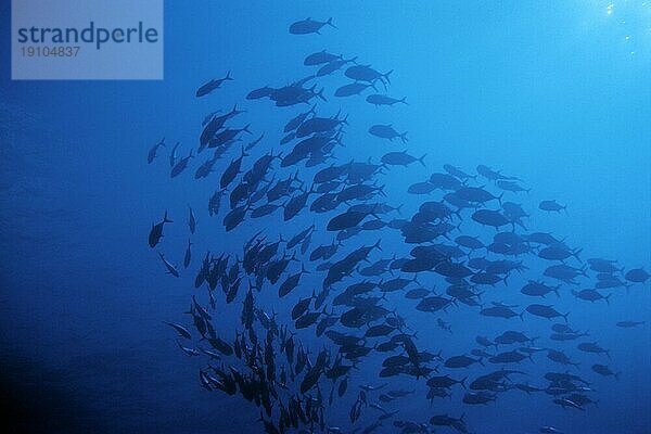 Stachelmakrelenschwarm im Blauwasser  Cayo Largo Cuba