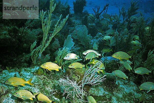 Blaustreifen-Grunzer  Cayo Largo Cuba