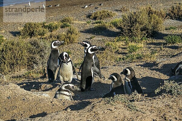 Weibliche Magellanpinguine am Strand in Südamerika