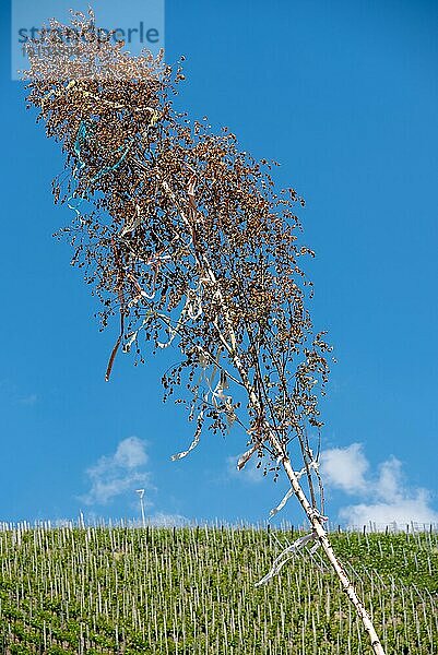 Maibaum im Ahrtal