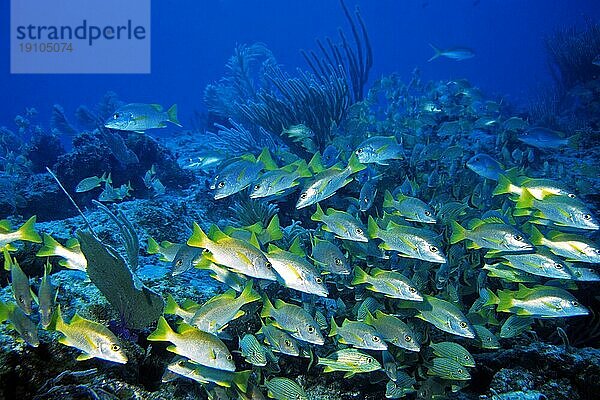 Schulmeisterschnapper und Blaustreifengrunzer im Schwarm  Unterwasseraufnahme  Cayo Largo Cuba