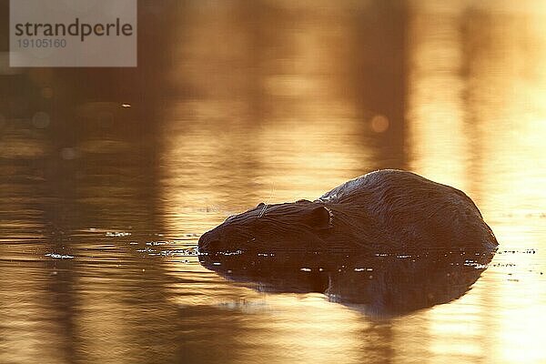 Biber (Castor fiber)  im Wasser im Gegenlicht  Naturpark Flusslandschaft Peenetal  Mecklenburg-Vorpommern  Deutschland  Europa