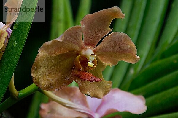 Vanda  Orchid