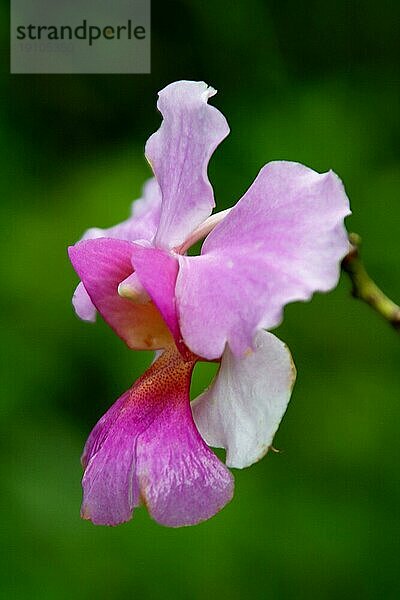 Vanda  Orchid