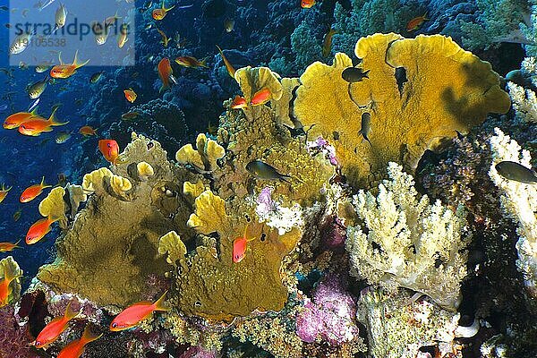 Platten-Feuerkoralle (Millepora platyphylla) und Schwarm  Gruppe von Juwelen-Fahnenbarsch (Pseudanthias squamipinnis)  Tauchplatz Small Brother  Brother Islands  Ägypten  Rotes Meer  Afrika