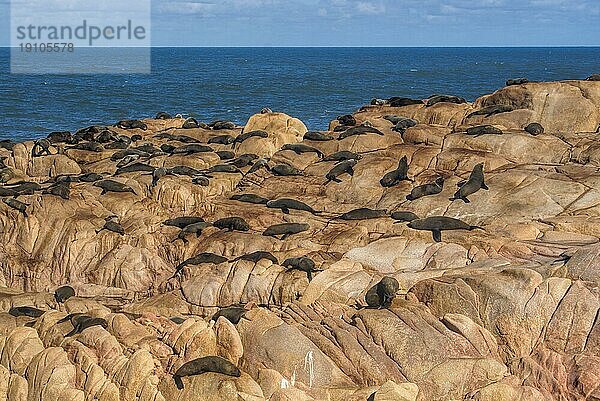 Eine Gruppe von Seelöwen sonnt sich auf den Felsen in Cabo Polonio  Uruguay  Südamerika