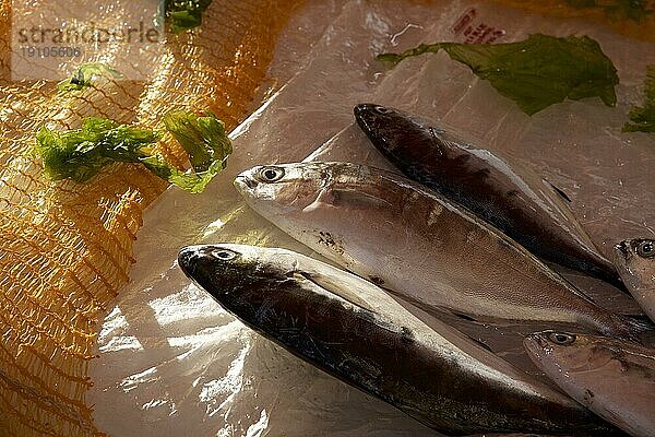 3 Fische nebeneinander auf Theke  Makro  Märkte  unter freiem Himmel  Palermo  Hauptstadt  Sizilien  Italien  Europa