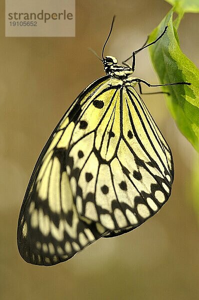 Baumnymphe an einem Blatt