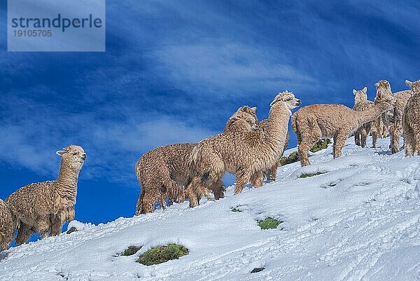 Niedliche Hausalpakas im Schnee in den peruanischen Anden  Südamerika