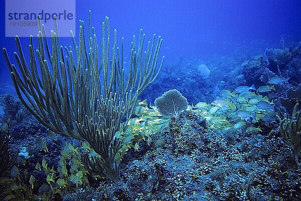 Schule von Blaustreifen- u. Franzosen-Grunzern  Cayo Largo Cuba  Tauchplatz Aquario