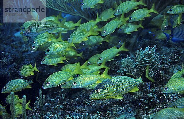 Schule von Blaustreifen- u. Franzosen-Grunzern  Cayo Largo Cuba  Tauchplatz Aquario