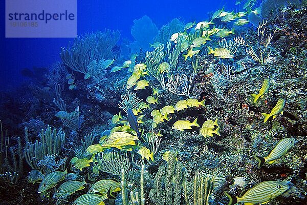 Schule von Blaustreifen- u. Franzosen-Grunzer  Cayo Largo Cuba  Tauchplatz Aquario