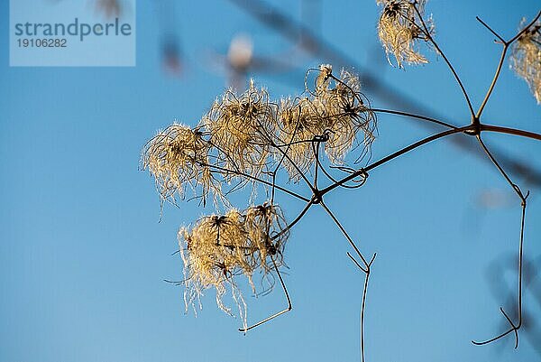 Herbstlicher Baumschmuck