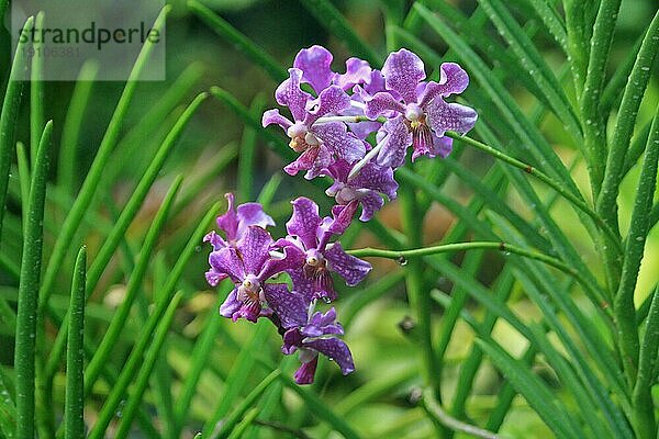 Vanda  Orchid