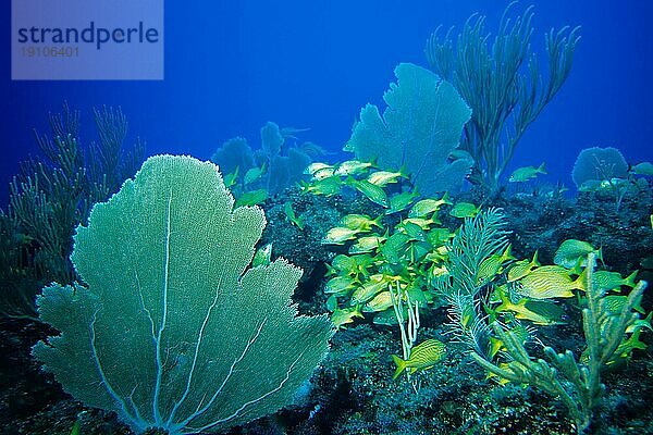 Blaustreifengrunzer und Franzosengrunzer  Tauchplatz Aquario  Cayo Largo Cuba