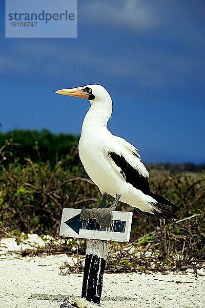 Maskentölpel auf Wegweiser  Galápagos