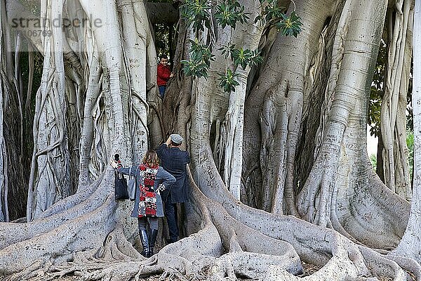 Riesenfeige (gigas ficus)  Wurzeln  nah  Besucher  Botanischer Garten  Villa Giulia  Palermo  Hauptstadt  Sizilien  Italien  Europa