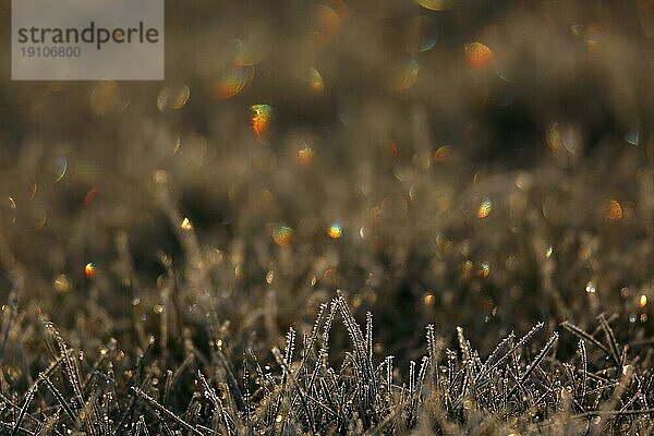 Raureif im Gegenlicht  Biosphärenreservat Mittlere Elbe  Sachsen-Anhalt  Deutschland  Europa