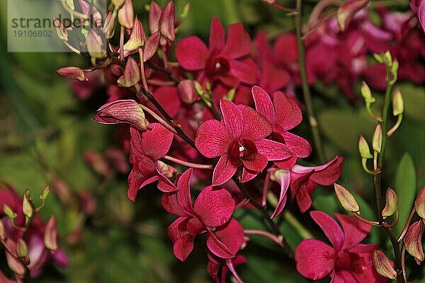 Vanda  Orchid