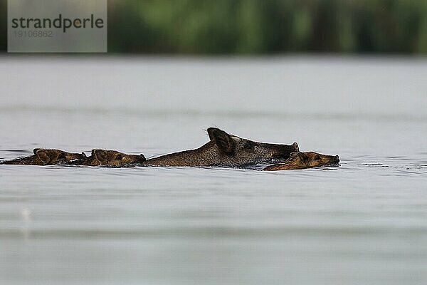 Wildschwein (Sus scrofa)  Bache mit Frischlingen schwimmt durch einen Fluss  Naturpark Flusslandschaft Peenetal  Mecklenburg-Vorpommern  Deutschland  Europa