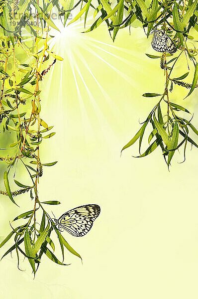 Herabhängende Blätter mit Schmetterling vor sonnigen Hintergrund mit Textfreiraum