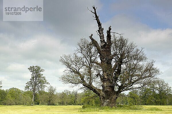 Älteste Eiche (650 Jahe alt) im Biosphärenreservat Mittlere Elbe im Frühling  Sachsen-Anhalt  Deutschland  Europa