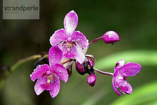 Vanda  Orchid