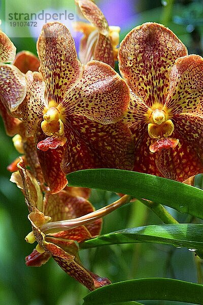 Vanda  Orchid