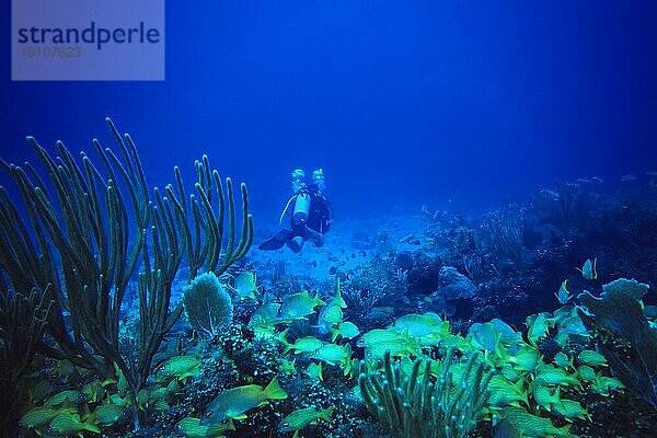 Taucher vor Schule von Blaustreifen- u. Franzosen-Grunzern  Cayo Largo Cuba  Tauchplatz Aquario