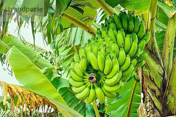 Grüne Bananen  die auf einem Baum in Bangladesch wachsen