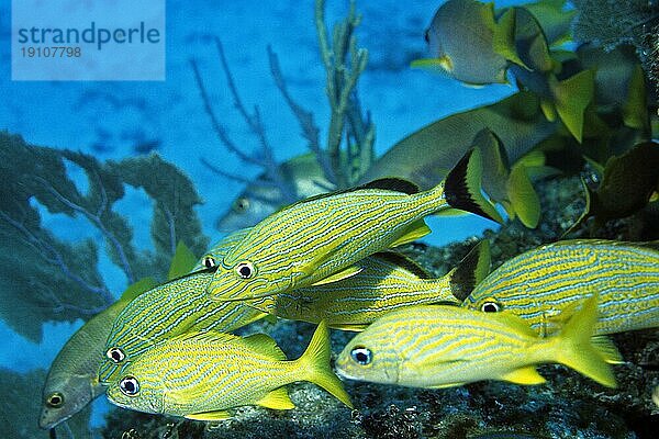 Blaustreifen-Grunzer  Cayo Largo Cuba