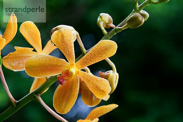 Vanda  Orchid