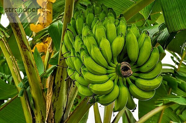 Grüne Bananen  die auf einem Baum in Bangladesch wachsen