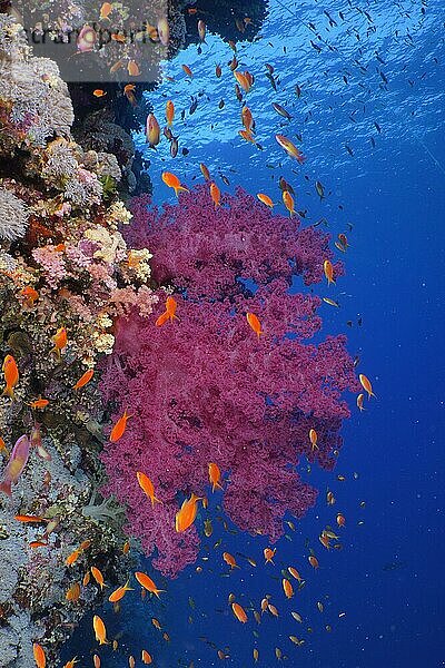 Klunzingers Bäumchenkoralle (Dendronephthya klunzingeri) und Schwarm  Gruppe von Juwelen-Fahnenbarsch (Pseudanthias squamipinnis)  Tauchplatz Small Brother  Brother Islands  Ägypten  Rotes Meer  Afrika