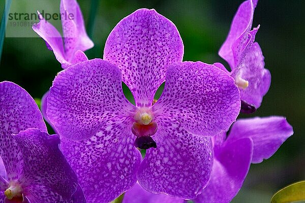 Vanda  Orchid