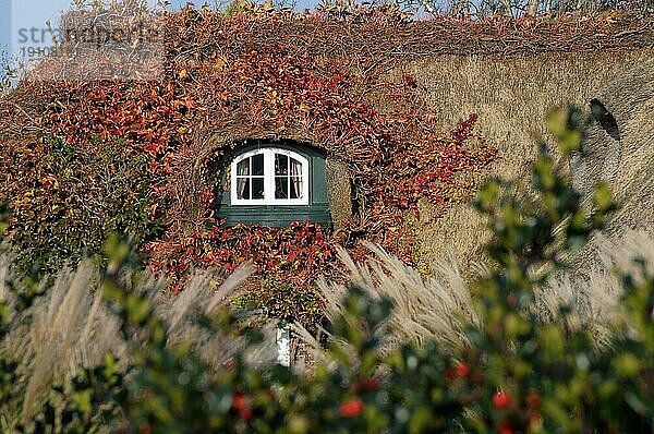 Herbstliches Reetdach