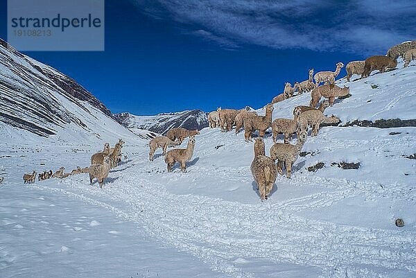 Wütende Hausalpakas auf Schnee in den peruanischen Anden  Südamerika