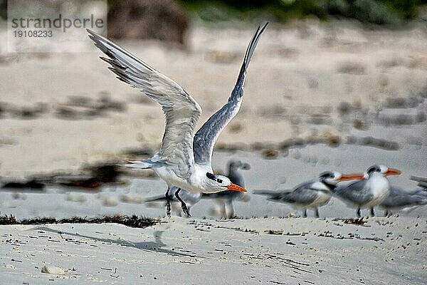 Möwen am Strand  Cayo Largo Cuba