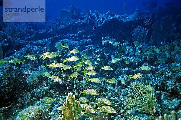 Blaustreifen-Grunzer  Cayo Largo Cuba