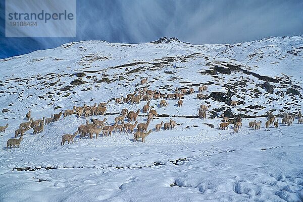 Herde von Hausalpakas auf Schnee in großen Höhen in den peruanischen Anden  Südamerika