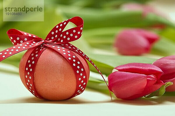 Osterei mit gepunkteter roter Schleife vor Tulpen Easter egg with spotted with red loop before tulips