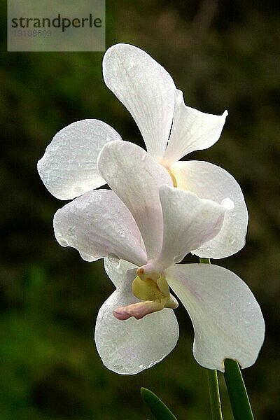 Vanda  Orchid