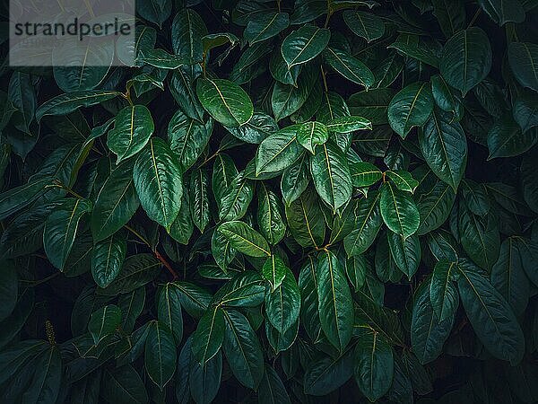 Dunkelgrüne Blätter Textur. Wilde Vegetation natürlichen Hintergrund