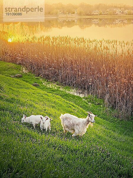 Eine Ziege mit zwei kleinen weißen Zicklein grasen auf der frischen grünen Weide. Idyllisches Frühlings Sonnenuntergangslicht über dem See und dem goldenen Schilf